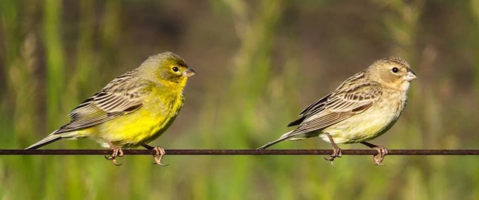 Ave Misto (Sicalis luteola). Fuente: Facebook