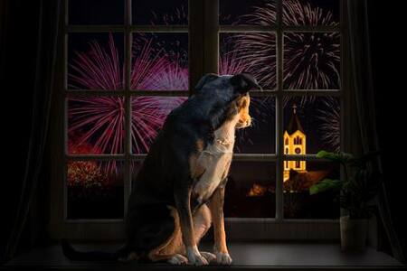 Miedo de mascotas ante fuegos artificiales