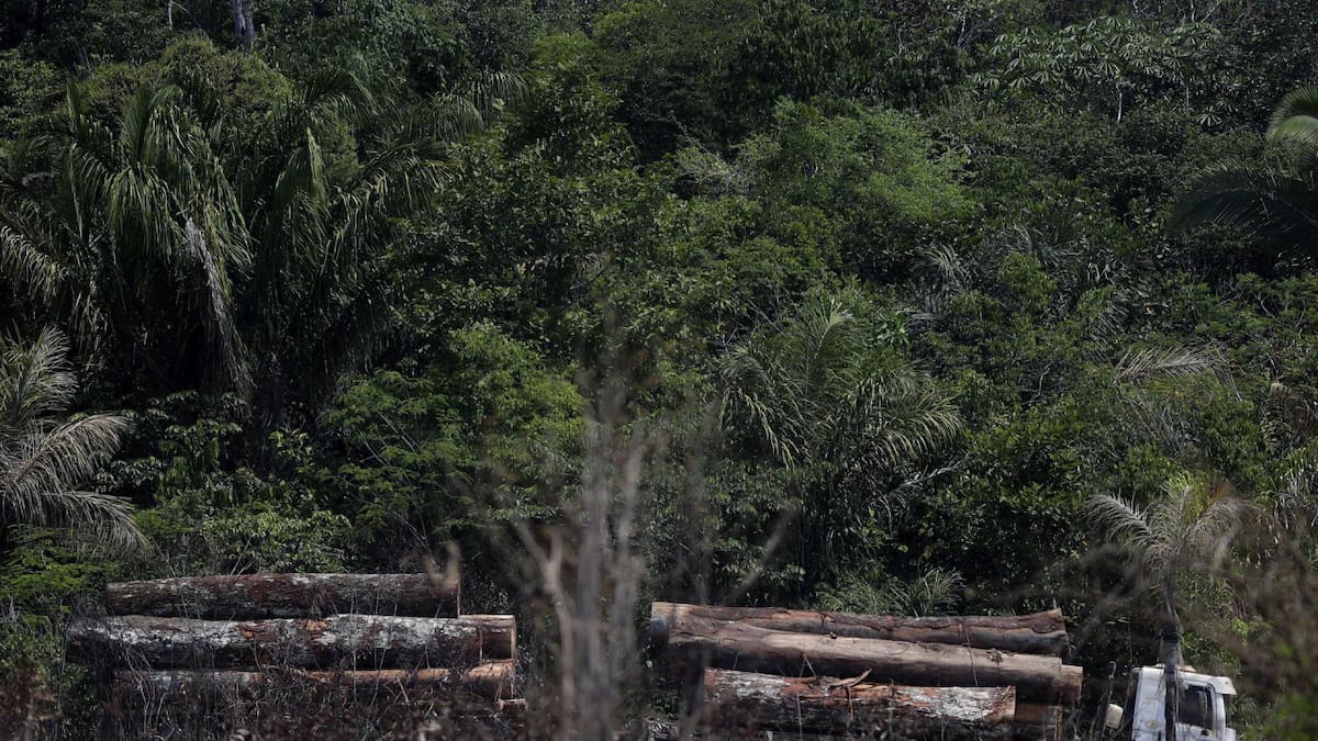 Camión que transporta madera obtenida ilegalmente en la selva amazónica. Foto: EFE.