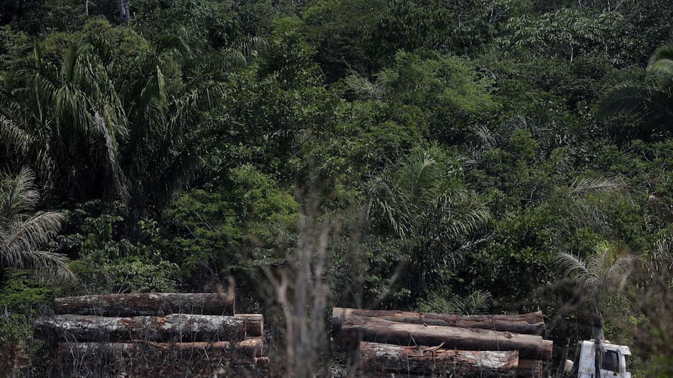 Camión que transporta madera obtenida ilegalmente en la selva amazónica. Foto: EFE.