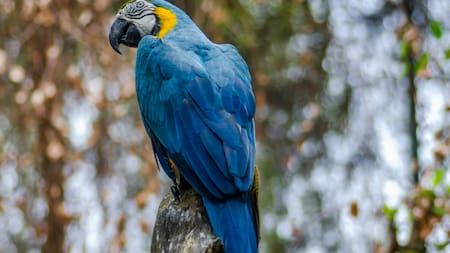 Guacamayo. Foto: Unsplash.