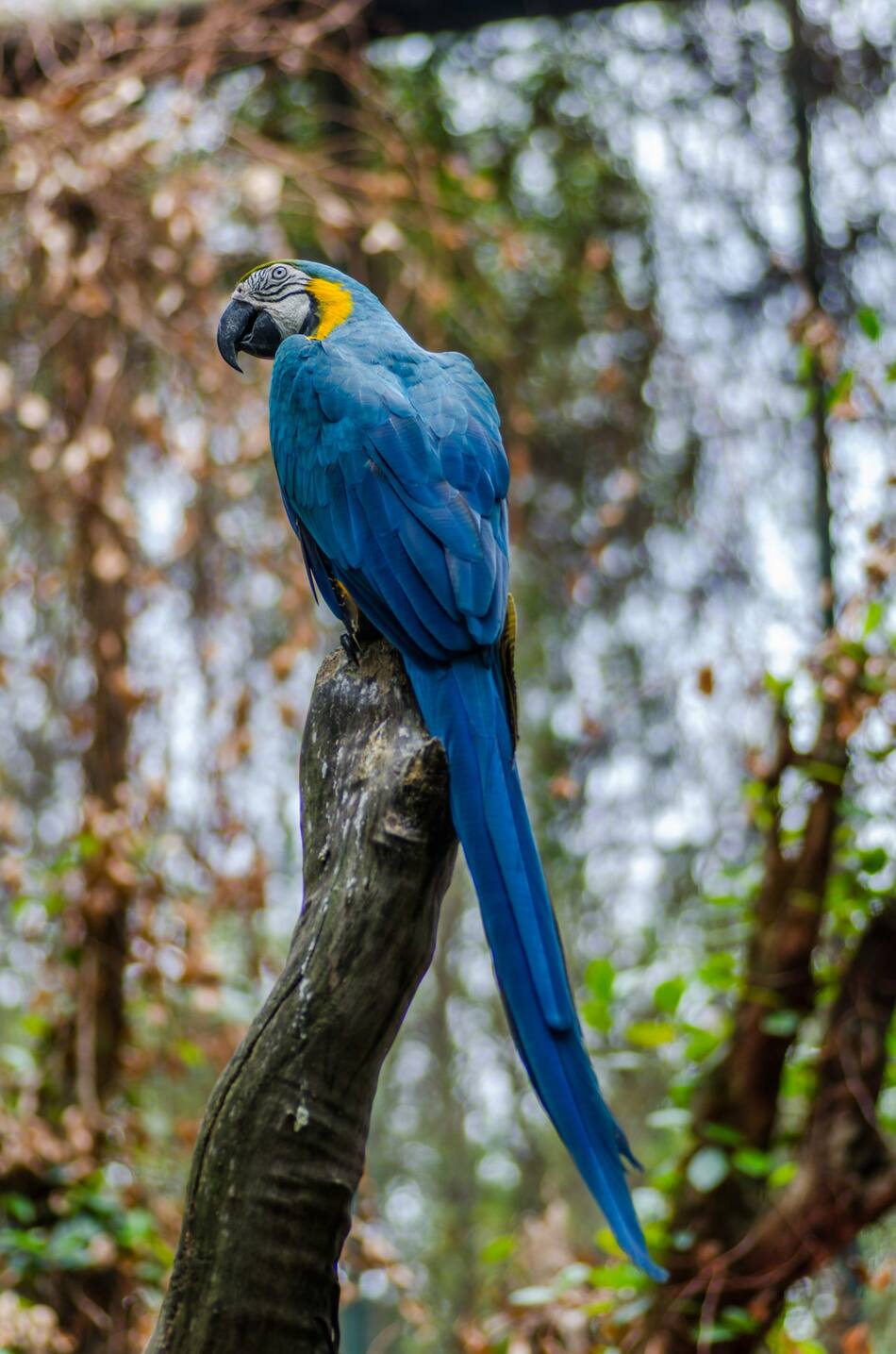Guacamayo. Foto: Unsplash.