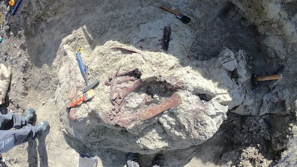 Científicos del CONICET descubrieron en Chubut una especie de dinosaurio carnívoro.