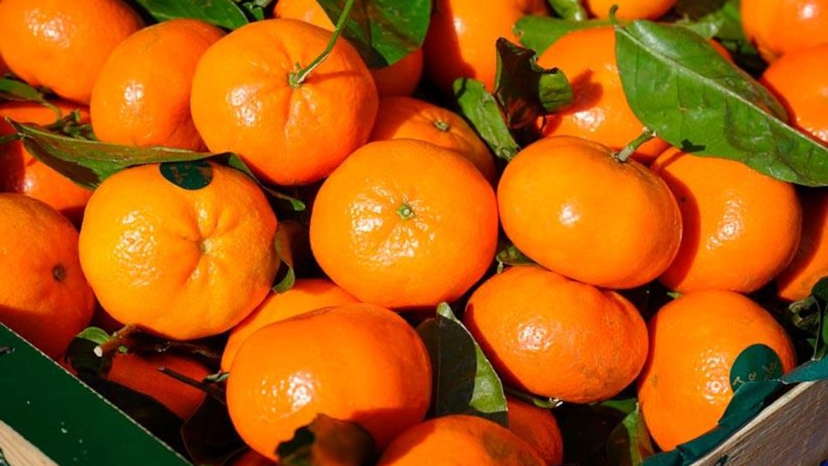 Fiesta de la Mandarina