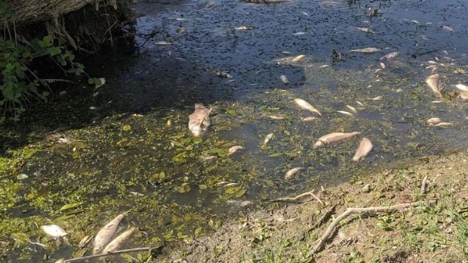 Río contaminado por Nestlé. Foto: Instagram @savethereef.