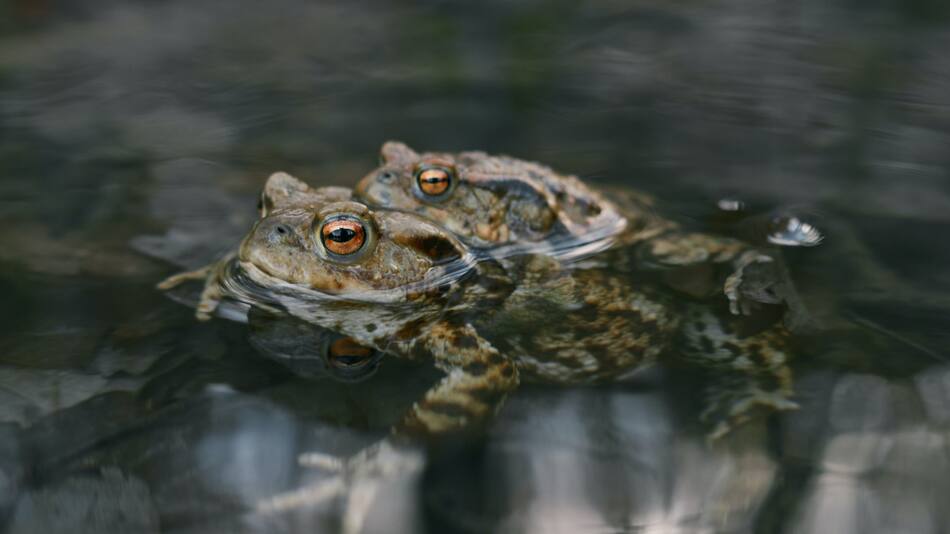 Ranas. Foto: Unsplash.