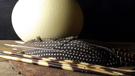 ¿Qué animal pone el huevo más grande? Foto Pixabay.