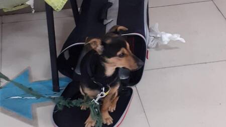 Coco, perro varado en Aeropuerto de Ezeiza. Foto: NA.