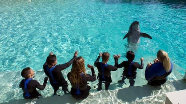 "El público ha evolucionado": cierra el mayor parque marino de Europa y busca destino para más de 4 mil animales