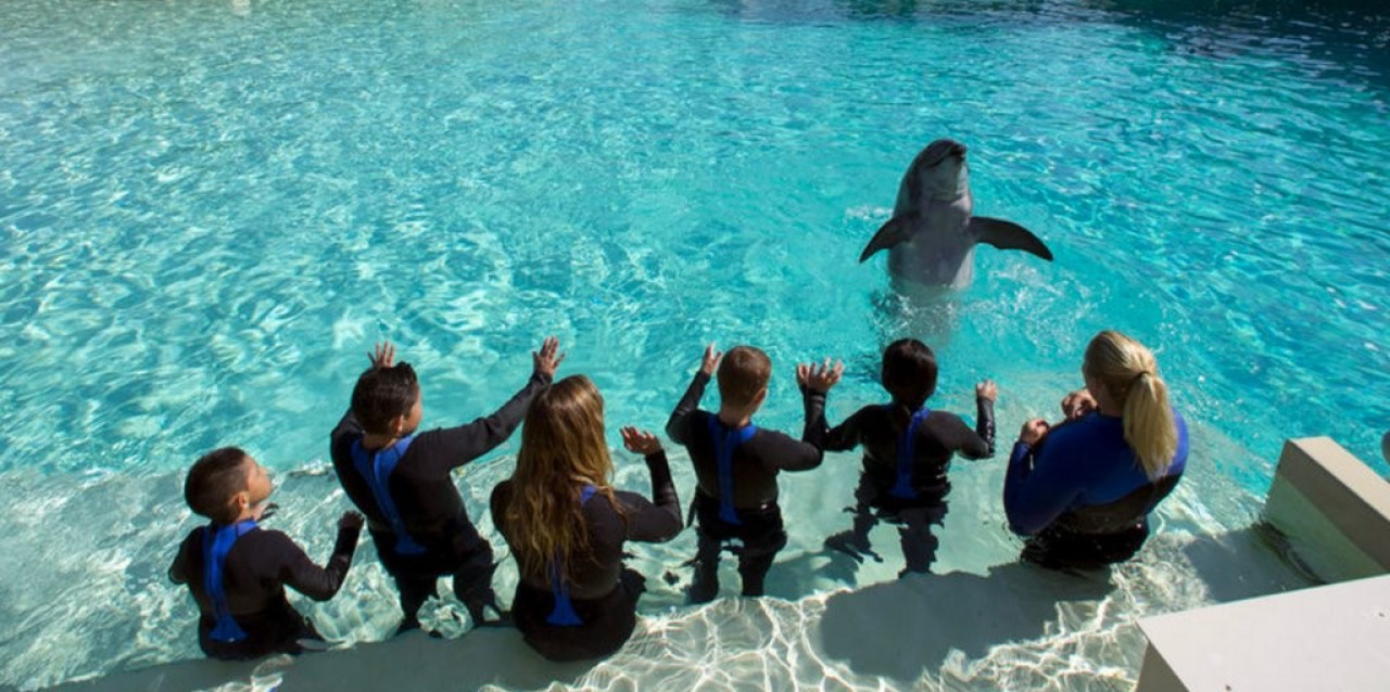 Marineland, parque marino de Francia. Foto: X/@MarinelandIscae.