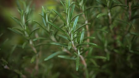 Romero. Foto Unsplash.