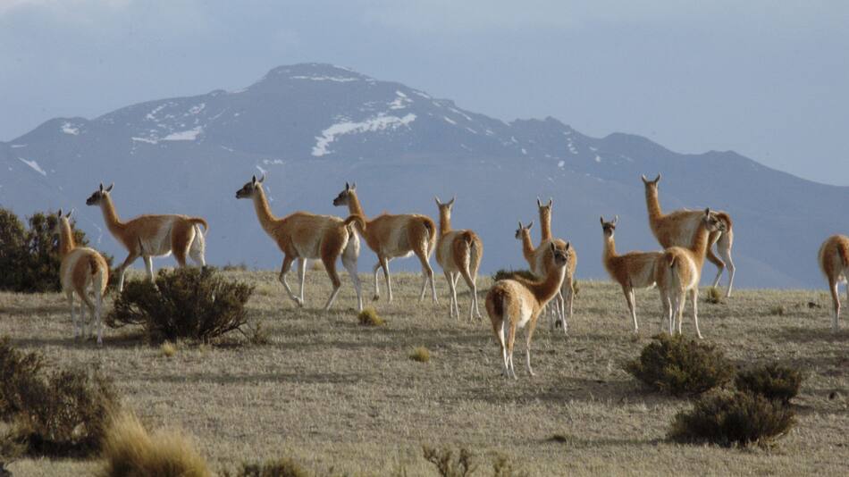 Especies migratorias argentinas. Foto: Télam