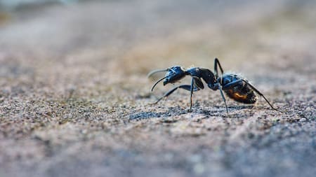 La picadura de la hormiga bala genera un dolor puro, intenso y brillante. Unsplash.
