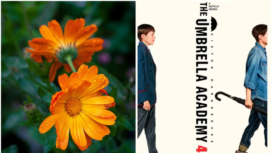 "The Umbrella Academy" y su asociación con la flor de la caléndula. Fotos: Unsplash - Netflix.