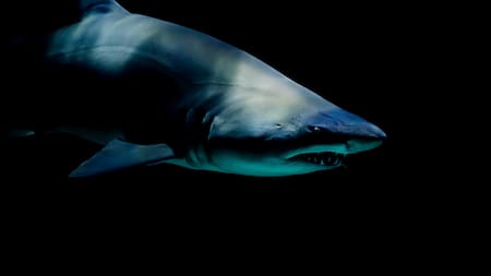 Tiburón atacó a un surfista. Unsplash.