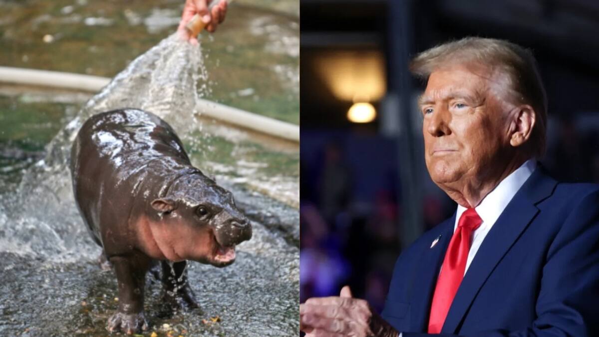 Moo Deng y Donald Trump. Fuente: Captura
