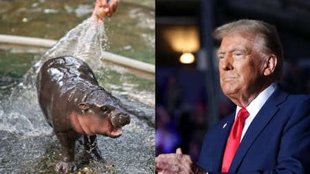 Moo Deng y Donald Trump. Fuente: Captura