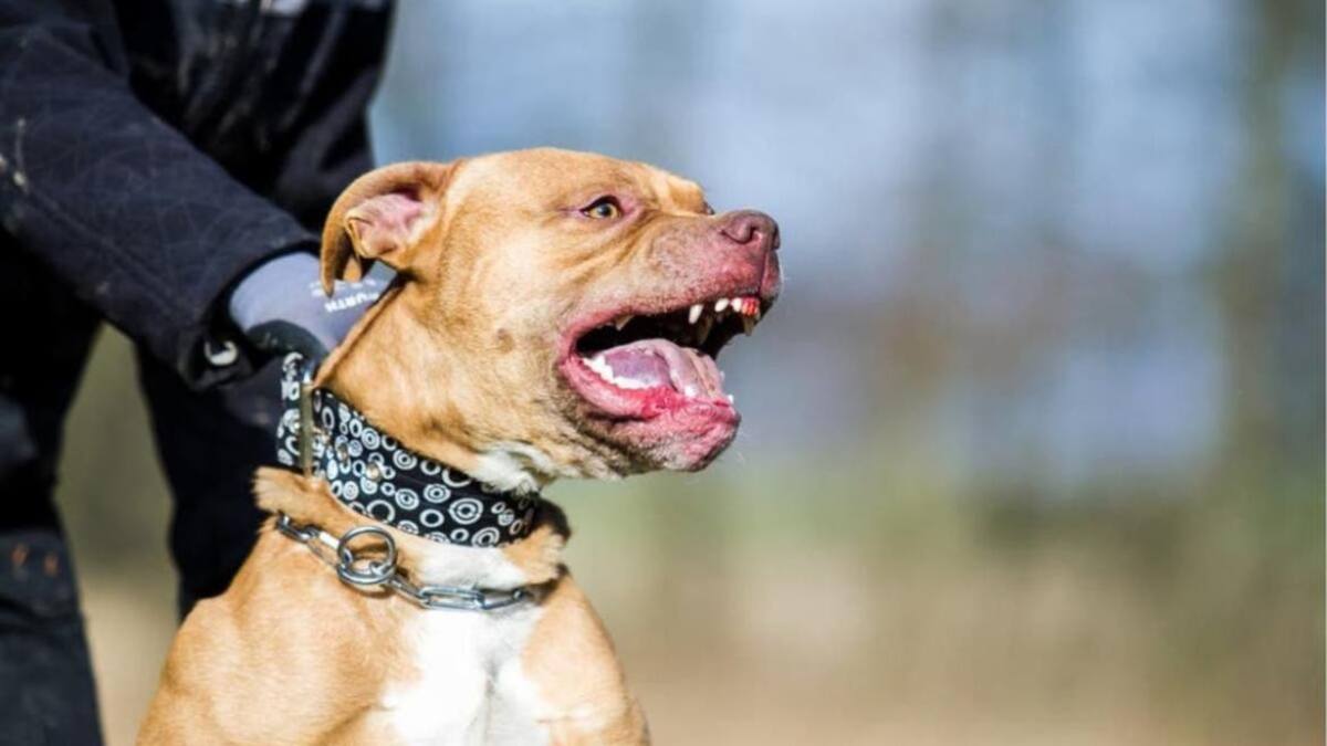 Perro pitbull. Foto: Reuters.