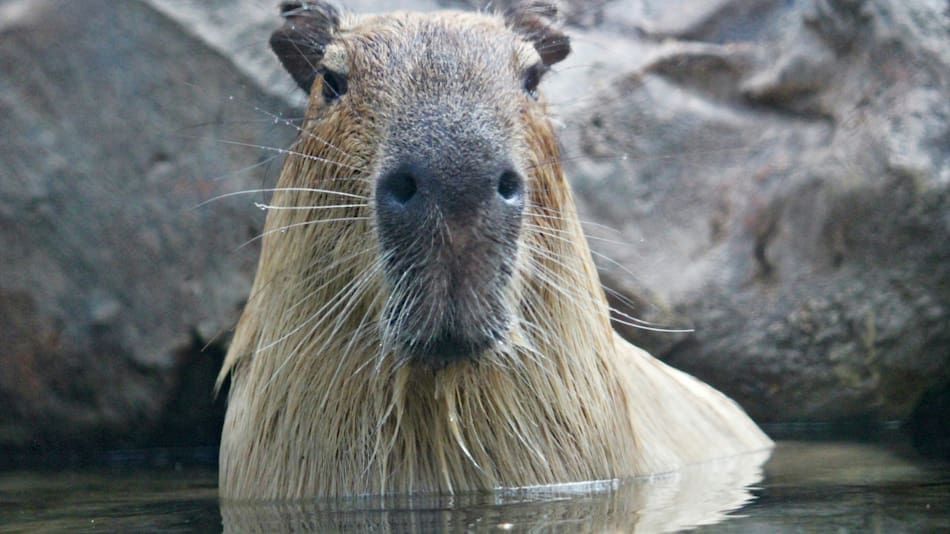 Capibara, carpincho. Foto: Unsplash.