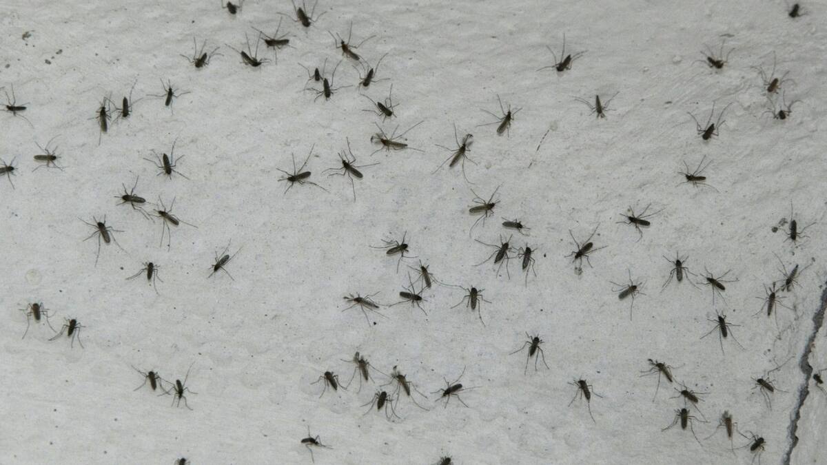 Mosquitos. Foto: EFE