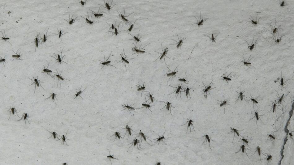 Mosquitos. Foto: EFE