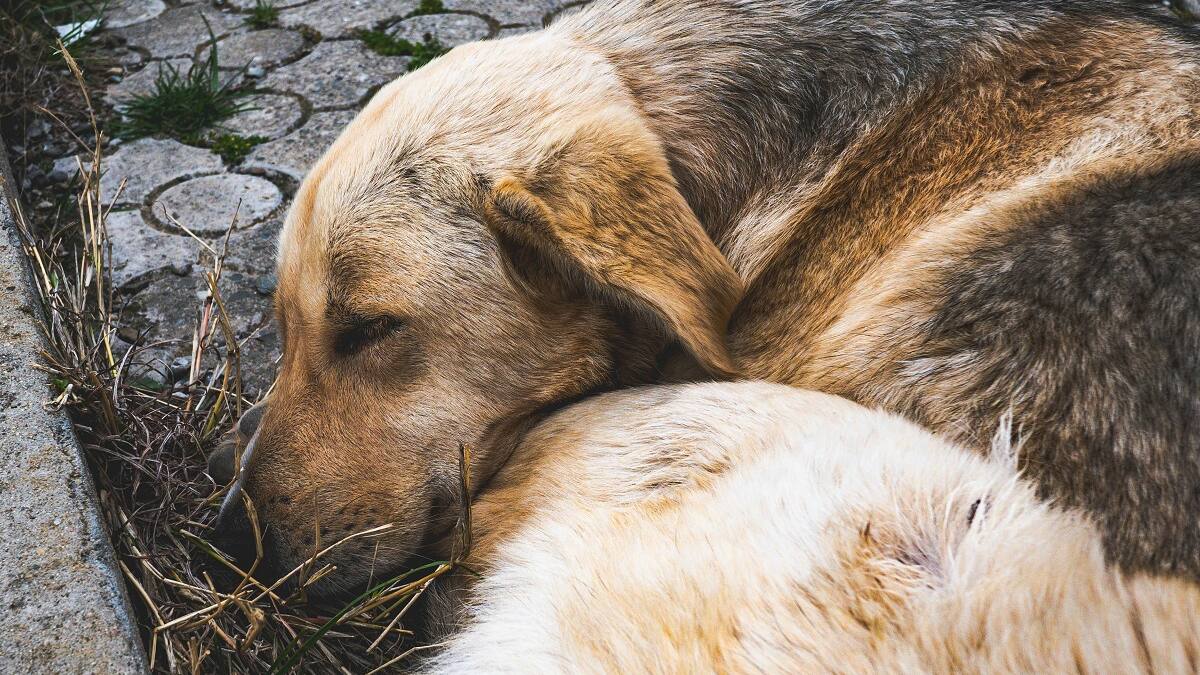 Perros envenenado.
