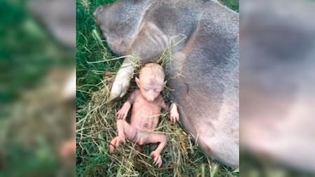 YouTube viral, verdadera historia de la criatura mitad cerdo, mitad humano de África