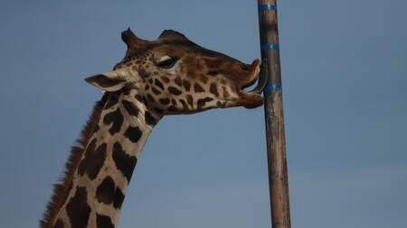 La Jirafa "Benito". Foto: EFE.