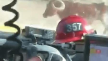 Toro enojado en incendios de California