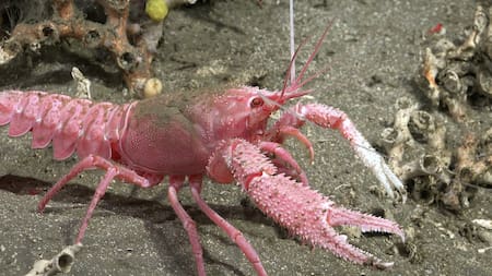 Expedición del Conicet al fondo del Mar Argentino