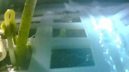 Germinación de planta en la Luna