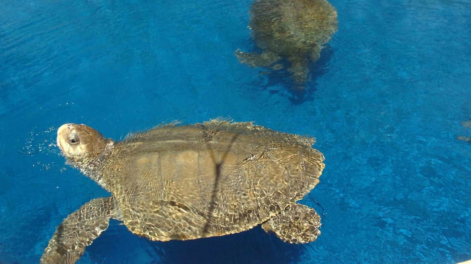 Tortugas marinas. Foto: EFE.