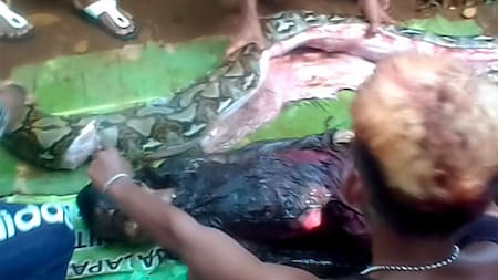 Insólita muerte - estaba desaparecida, la hallaron dentro de una serpiente pitón