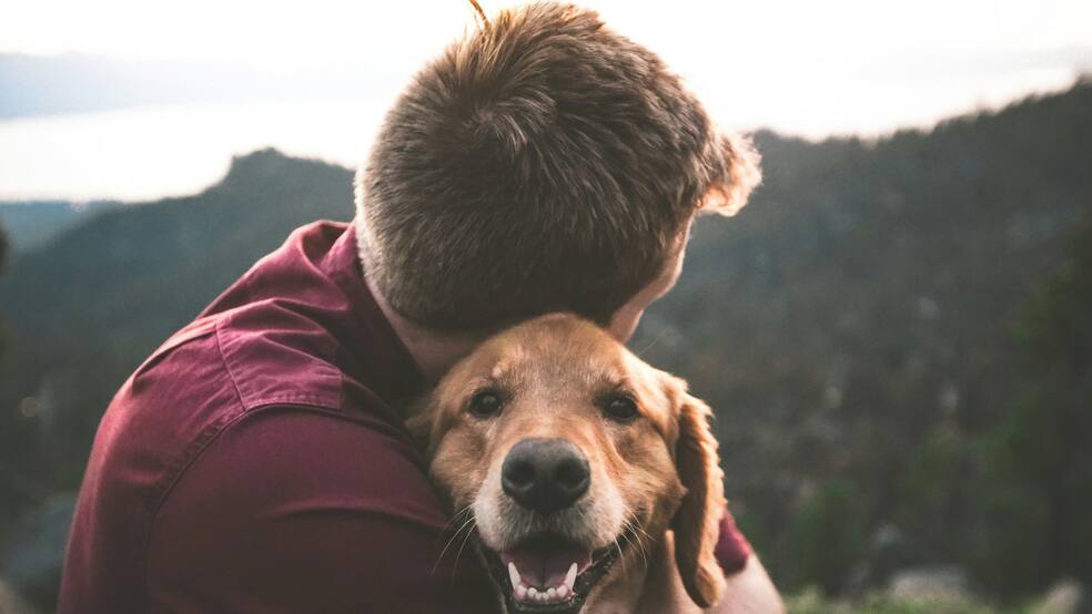Googie Perro El poder de las mascotas: cuáles son sus beneficios sobre la salud ...