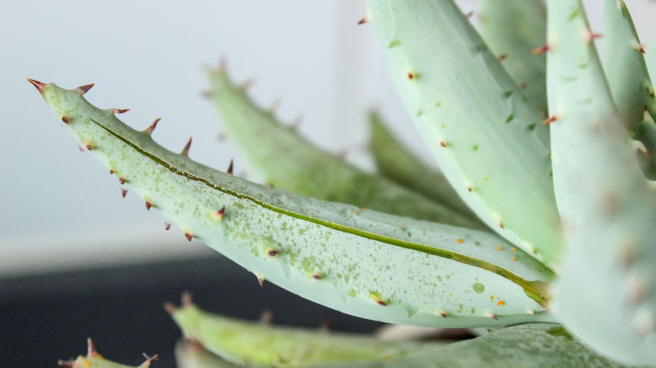 Aloe vera. Foto: Unsplash