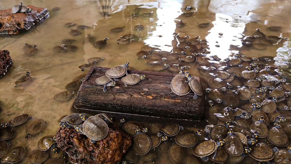 Devolvieron tortugas a su hábitat. Foto: Instagram/arc_fuerzanavaldelaorinoquia