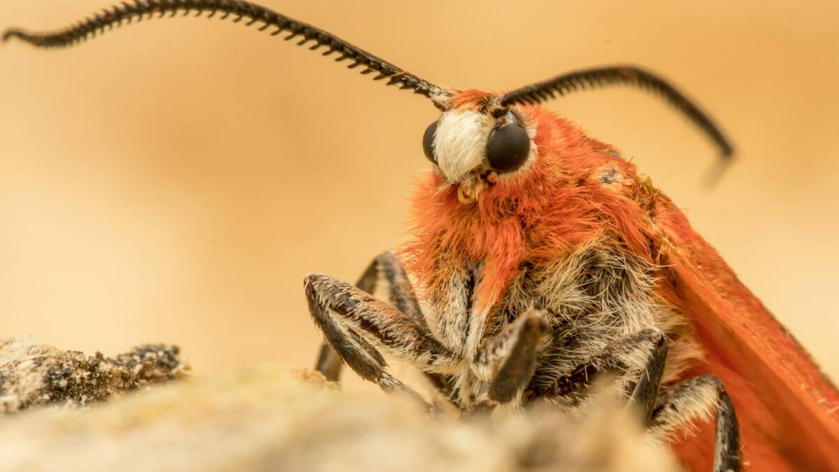 Polilla. Foto: Unsplash