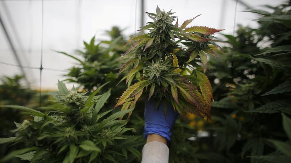 Cannabis medicinal. Foto: REUTERS