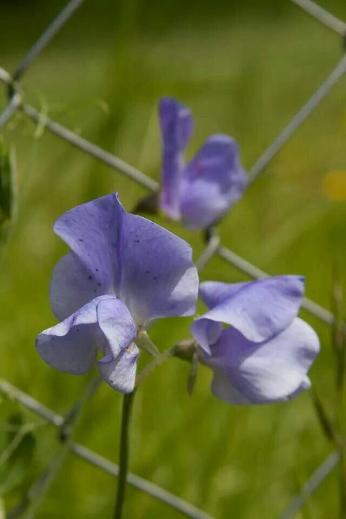 Arvejilla, la planta trepadora de flores violetas que resiste las heladas y se puede cultivar en macetas