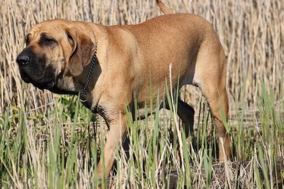 Fila brasileiro