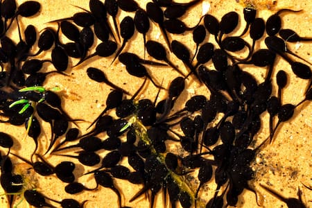 Renacuajo. Foto Unplash.