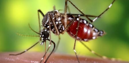 Aedes aegypti. Foto: NA.