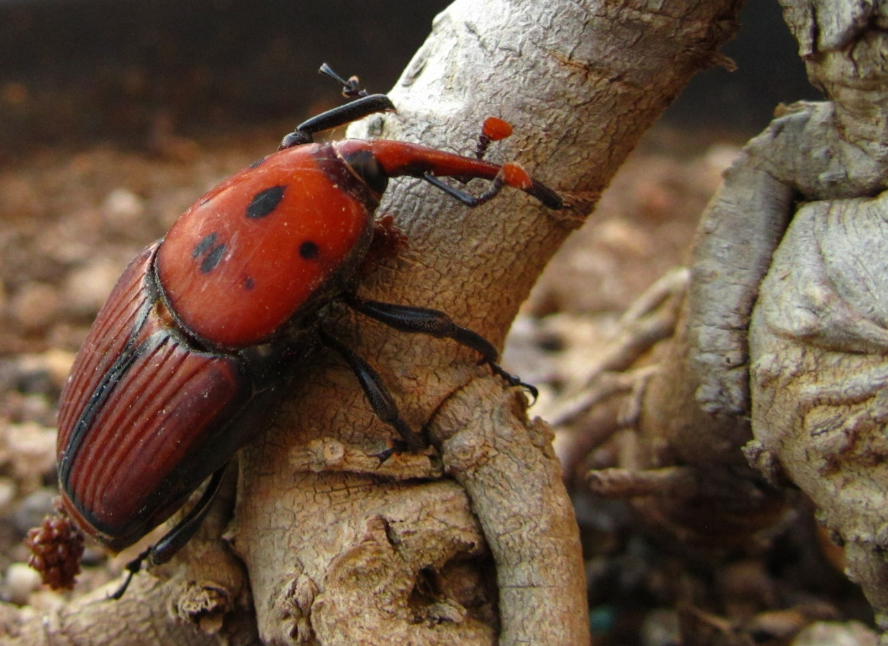 El peligroso insecto que amenaza con convertirse en plaga en Argentina. Foto FREEPIK