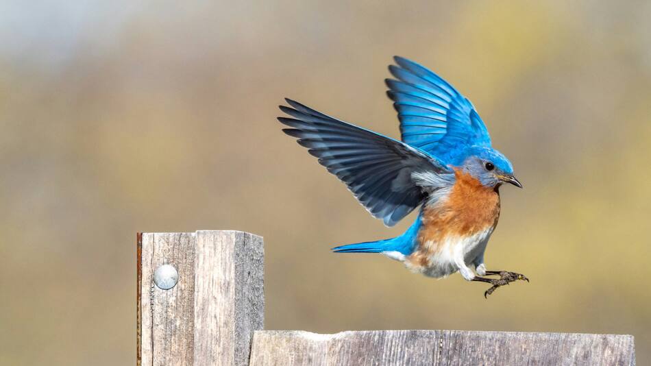 Aves, pájaros, vuelo, ciencia. Foto: Unsplash