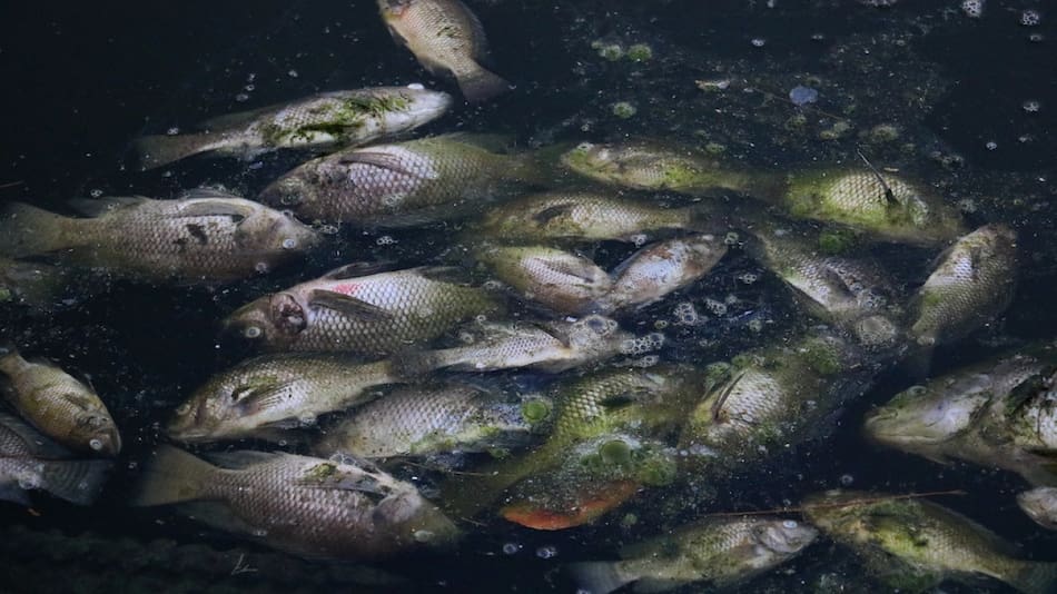 En la ciudad de Yoro, ubicada al norte del país, los habitantes están acostumbrados a ver caer peces
