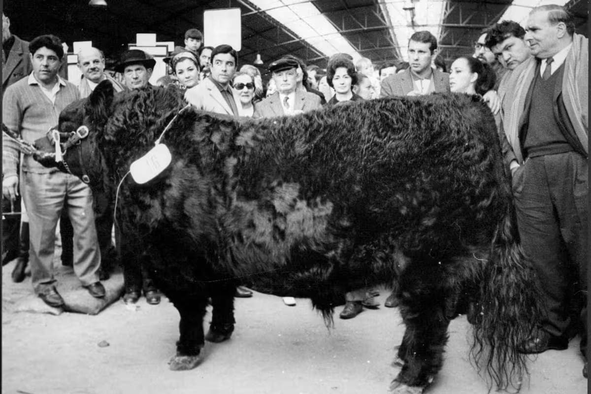 Angus