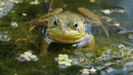 Hallan una nueva especie de sapo. Foto Unsplash.