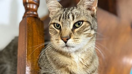 El Día del Gato se celebra tres veces al año: las tiernas historias detrás de cada fecha
