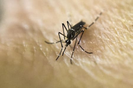 Aedes aegypti, transmite el dengue y la fiebre chikungunya. Foto: NA.