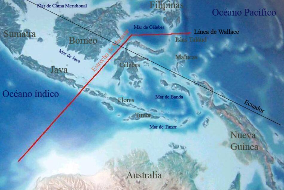La línea de Wallace. Foto: Wikipedia.